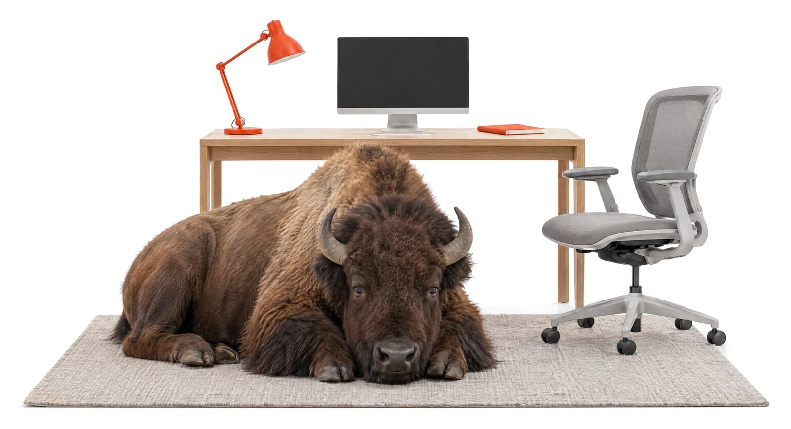 A bison lying on a rug under a wooden desk with a monitor, an orange desk lamp, and a mesh office chair.